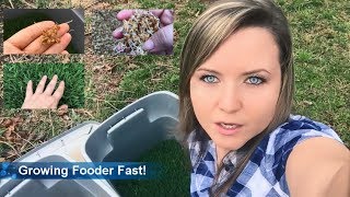 Fast Super Easy Fodder For Fresh Greens!