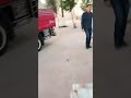 شجر صناعي ونخيل زينه من فلور جروب للتواصل 01153043288 شجر صناعي ونخيل زينه من فلور جروب للتواصل 01153043288