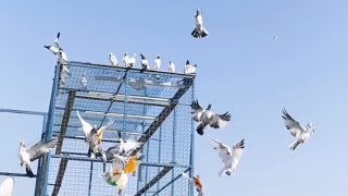 Pigeons Training In Dubai |High Flying Pigeons