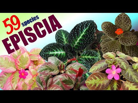 Vidéo: Informations sur la plante Episcia : Conseils pour la culture des plantes Episcia