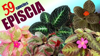 59 EPISCIA SPECIES | HERB STORIES