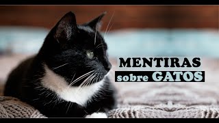 😸Conoce todas las MENTIRAS que se cuenta sobre GATOS 🤫