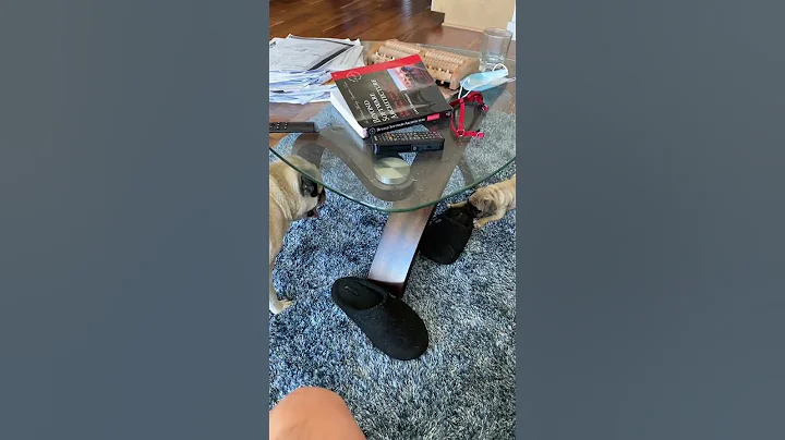Pug puppy meets her elderly uncle