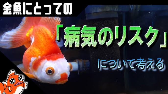 金魚にとっての 水換え 水槽立ち上げ編 Youtube