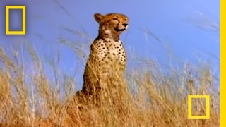 Cheetah vs. Gemsbok | National Geographic
