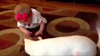 Video: Dog tries to teach baby how to craw