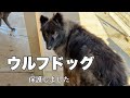保護されたウルフドッグの姿を見守って欲しいです