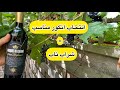 چه انگوری برای شراب مناسب است کدام انگور شراب نابی میده کدام انگور شراب درصد بالا میده 