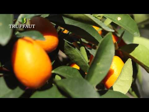 Vidéo: Kumquat. Utilisation Et Avantages