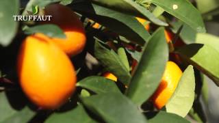 Planter Un Kumquat En Pot- Un Délicieux Agrume - Truffaut