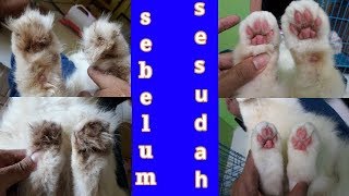 cara memotong bulu telapak kakik kucing