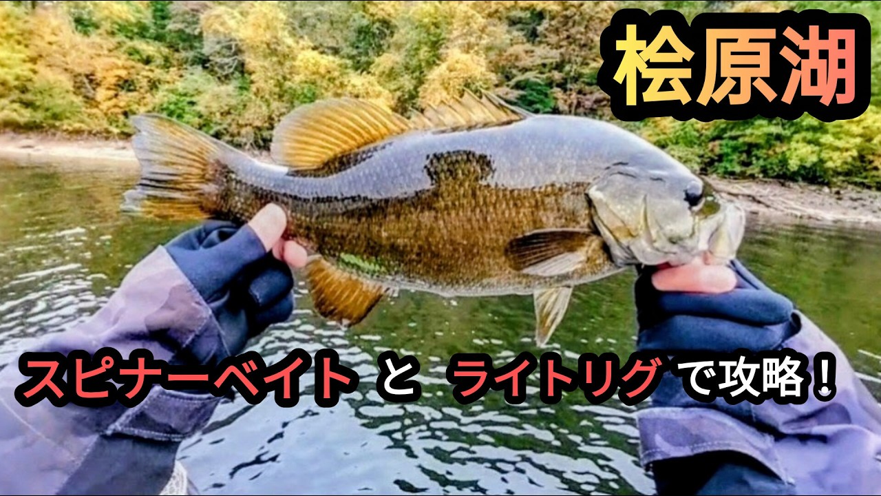 【桧原湖バス釣り】【10月末】スピナーベイトとライトリグで攻略！