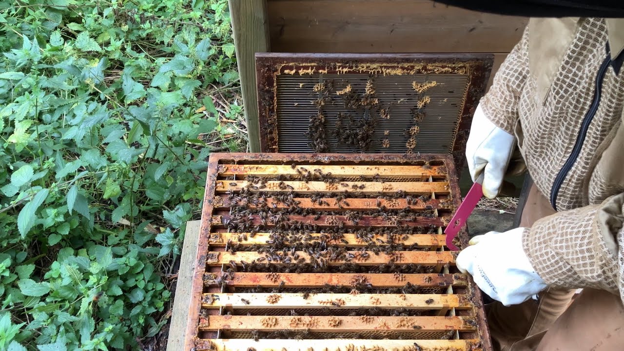 Een ongewenste gast bij een adoptievolk