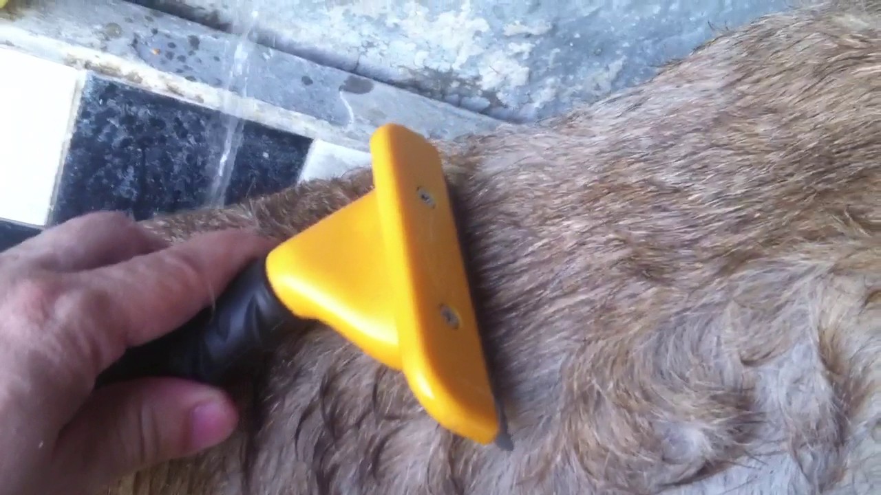 Como usar el FURminator YouTube