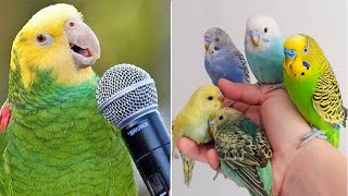Smart And Funny Parrots Parrot Talking Videos Compilation (2023) - Cute Birds #20