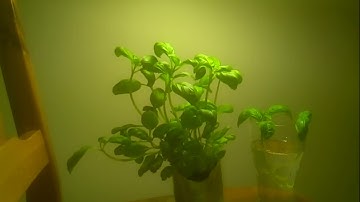Basil plant timelapse, 1 day at 1800x speed