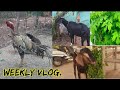 Chicken farming chay plant cultivation goat diseases