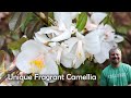 Unique Flowering and Fragrant Camellia - Snow Bells