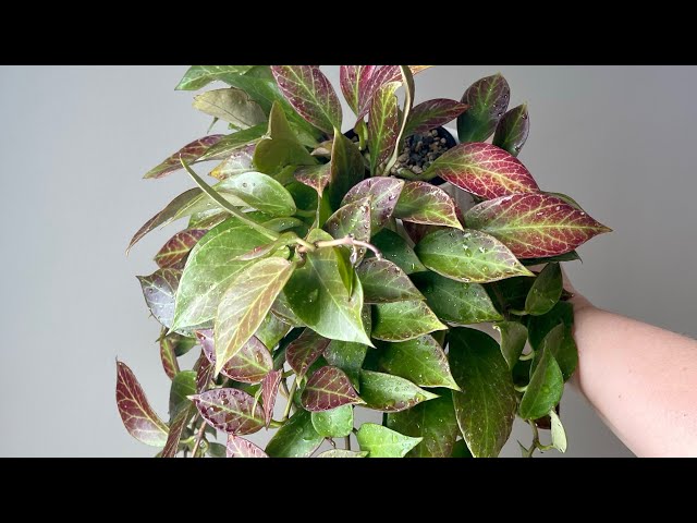 POWERS TO FLOWERS – Hoya Sunrise XL, Pianta Vera Da Collezione – Con Omaggio A Sorpresa!