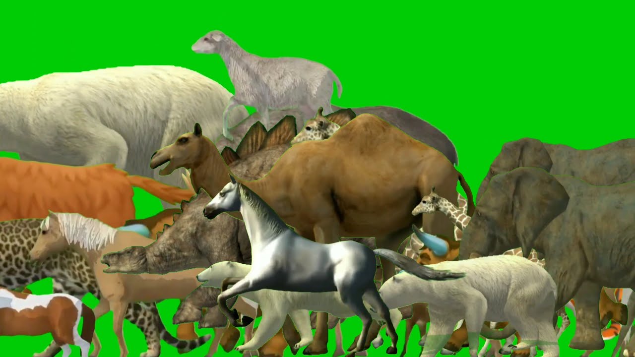 Animals stampede green screen | Zoo animals green screen | Green screen animal | Animals stampede 4k