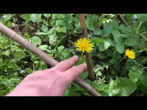 Video: Varen Bloemen Salade