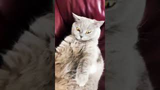 Cat Siri #beautiful #happy #cat #funny #shorts