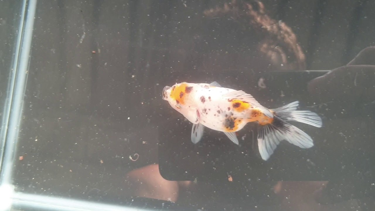 Goldfish ikan maskoki mas koki oranda 5 topview 