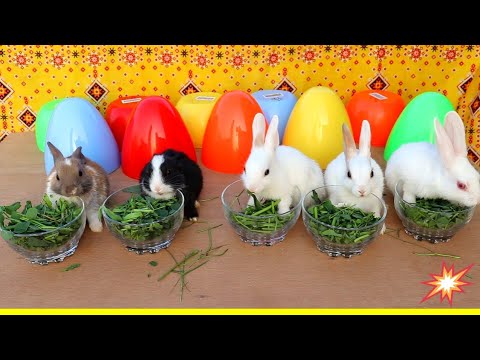 Wow|unboxing cute rabbit bunnies from colorful eggs