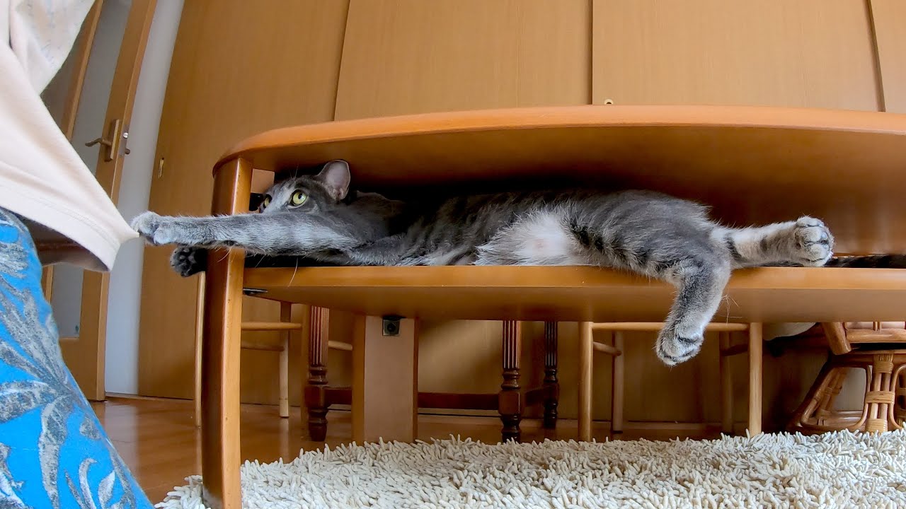 Cat Loves Owner | Life in Japan | #47 - YouTube