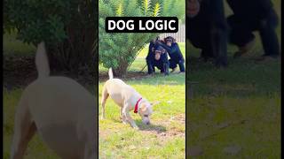 My Dogs Baby Saved Him 😳 #funnydogs #viralshorts #comedy #pets