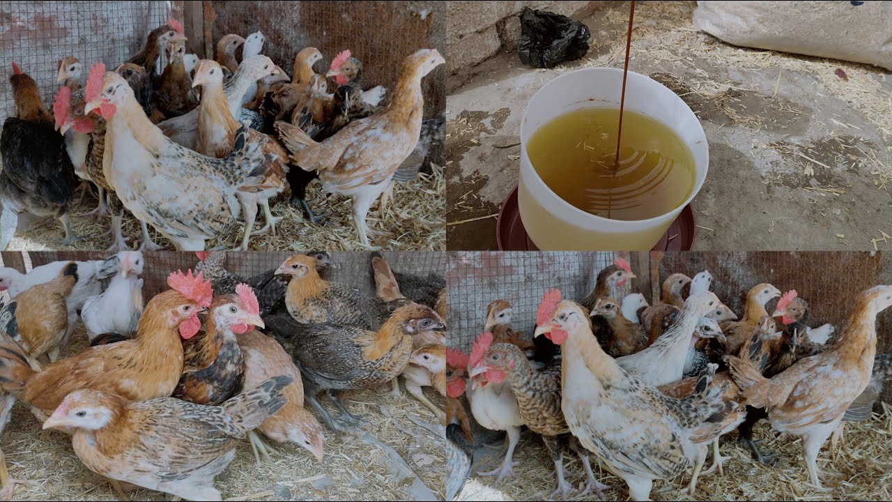 أقسم بالله العظيم افضل خلطة لزيادة وزن الفراخ البلدى 👌 وسرعة إنتاج البيض👍💥