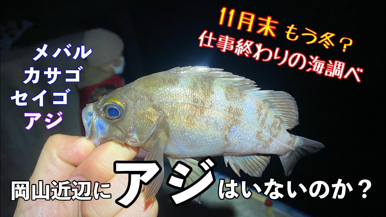 初冬アジング 岡山周辺はアジがいるのか調べてみた Youtube