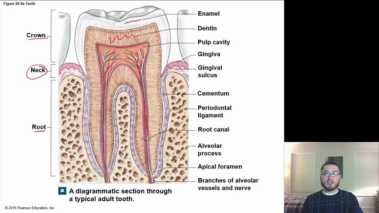 Digestive System - Anatomy & Physiology - YouTube