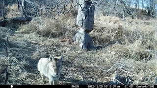 2022 Trail Cam Videos Vol  2 (June to December) by Larry Peterson 11,272 views 1 year ago 29 minutes