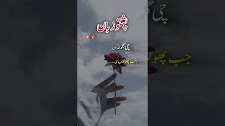 Pashto Deep Poetry Learn Pashto Language