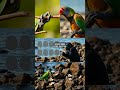 Smart Parrots: How Wild Birds Use Tools Like Primates