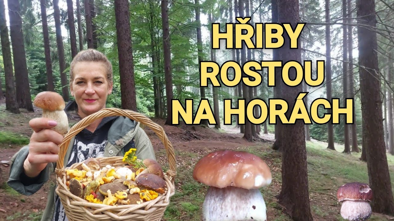 Krásné hřiby z Krušných hor. Houbaření na Karlovarsku 31.7.2025