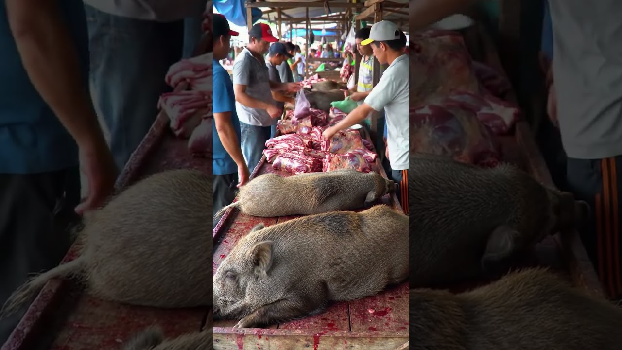 # wild animal sold in market and buy to make foods