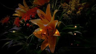 Rose Flower Background  For Wedding Invitation Background Without Watermark 391400