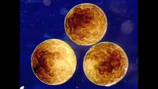 Microscopic single cell life by Prof Jeremy Pickett Heaps (1940-2021)