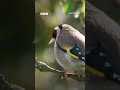 This amazing bird is an underwater specialist