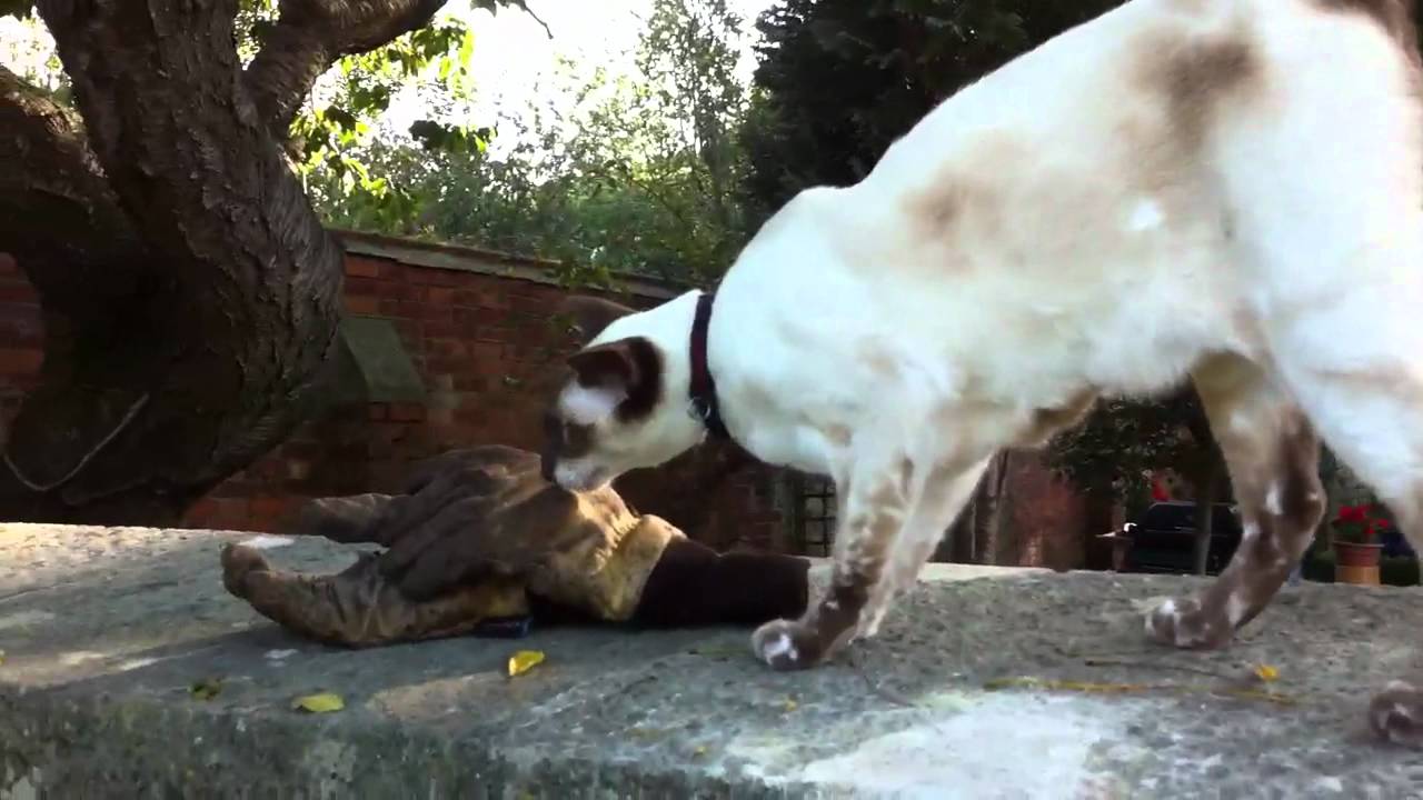 Noisy Siamese cat YouTube