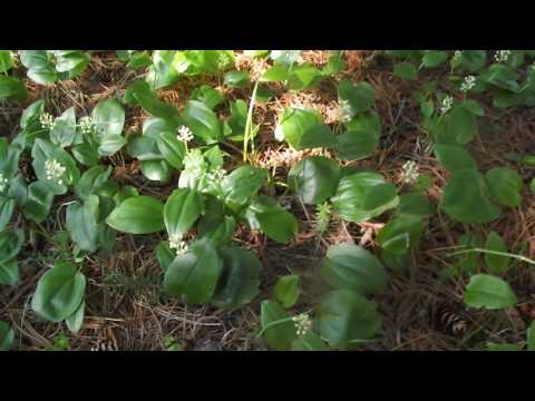 wild lilly of the valley plant