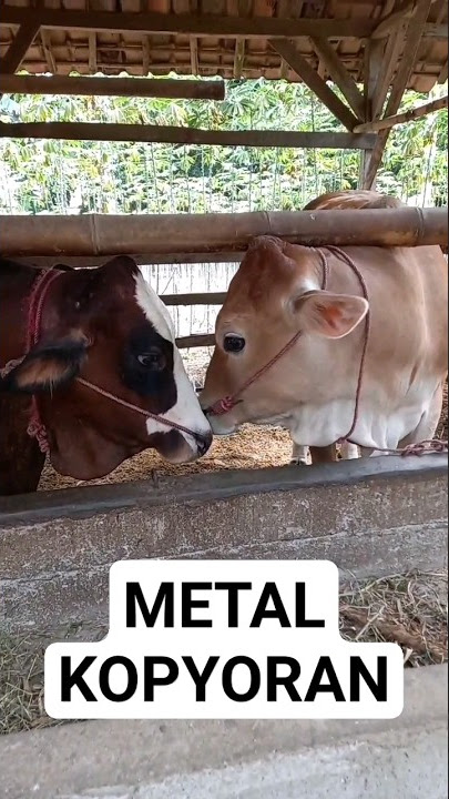 SIMETAL KOPYORAN #shorts #sapi