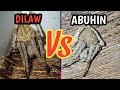 TIGRENG DILAW LABAN SA ABUHIN..LETS GO PILI NA🕷️🕷️🕷️