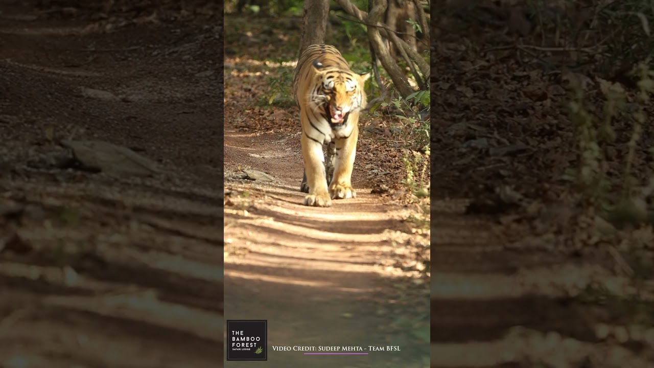 Chota Matka Roars Like a King! 🐯🔥 The Dominant Tiger of Tadoba!