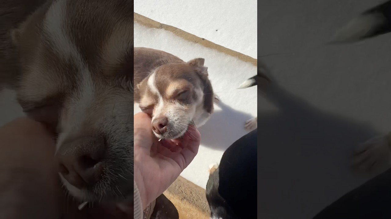 Chihuahuas happy for sunshine ❄️⛄️