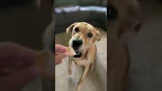 Dog tricks