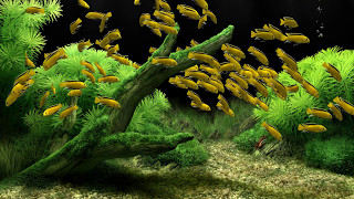 Dream Aquarium - Labidochromis (4K)