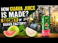 How Guava Juice Is Made🍈| Modern Factory Full Process Inside @FactorySeFood